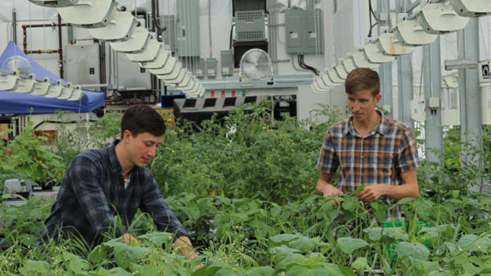 SFU + Terramera helping farmers grow more food with less pesticides